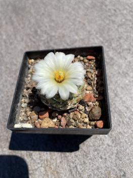 Strombocactus disciformis